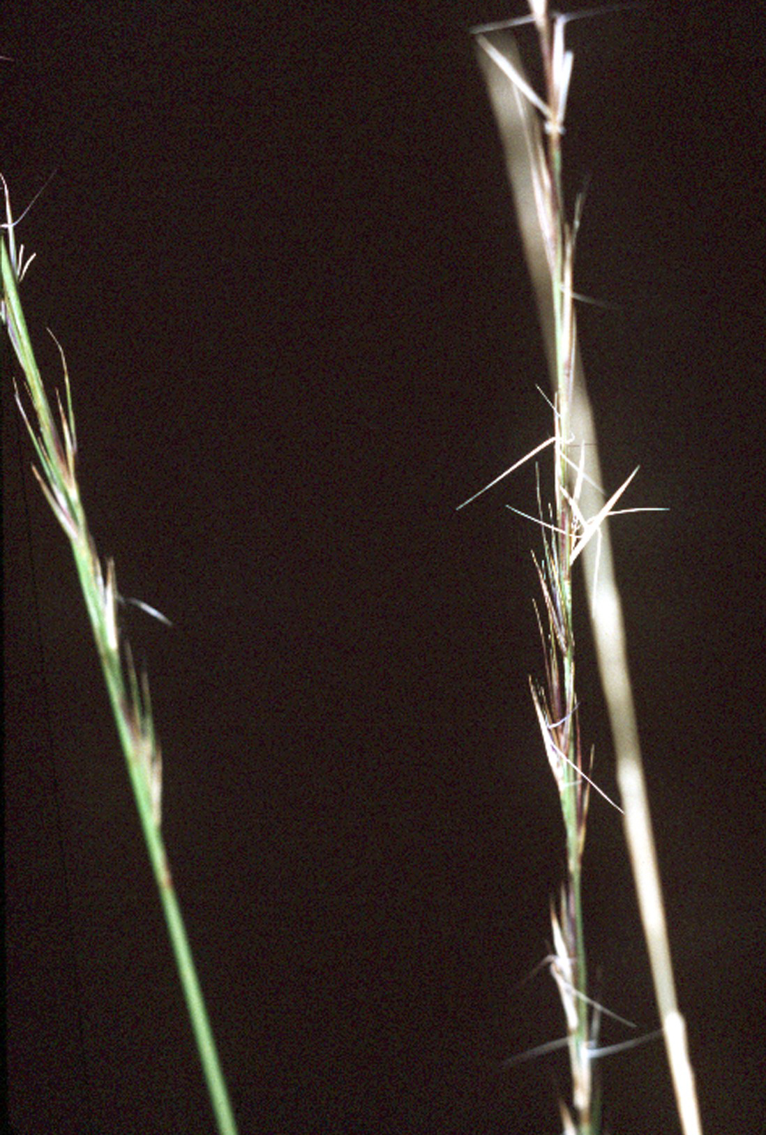 Wiregrass (Aristida stricta) - PlantNative.org Close-up of wiregrass (Aristida stricta) seed head showing the characteristic three-pronged awn