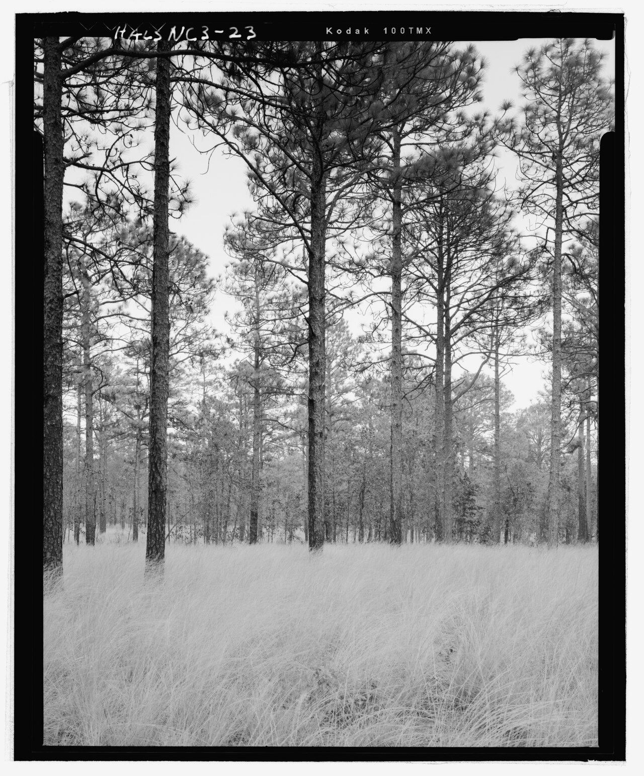 Wiregrass (Aristida stricta) - PlantNative.org Open longleaf pine savanna in North Carolina with a dense understory of wiregrass (Aristida stricta)