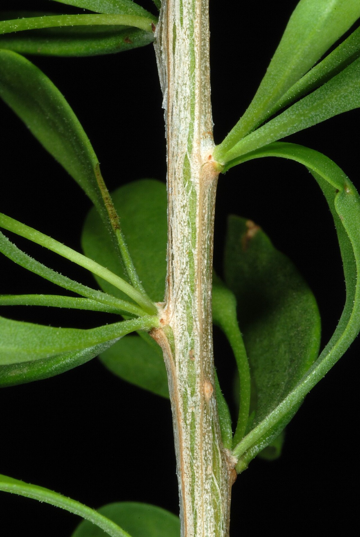 Wolfberry (Lycium berlandieri) - PlantNative.org Close-up of Wolfberry (Lycium berlandieri) stem showing narrow spatulate leaves clustered at the nodes