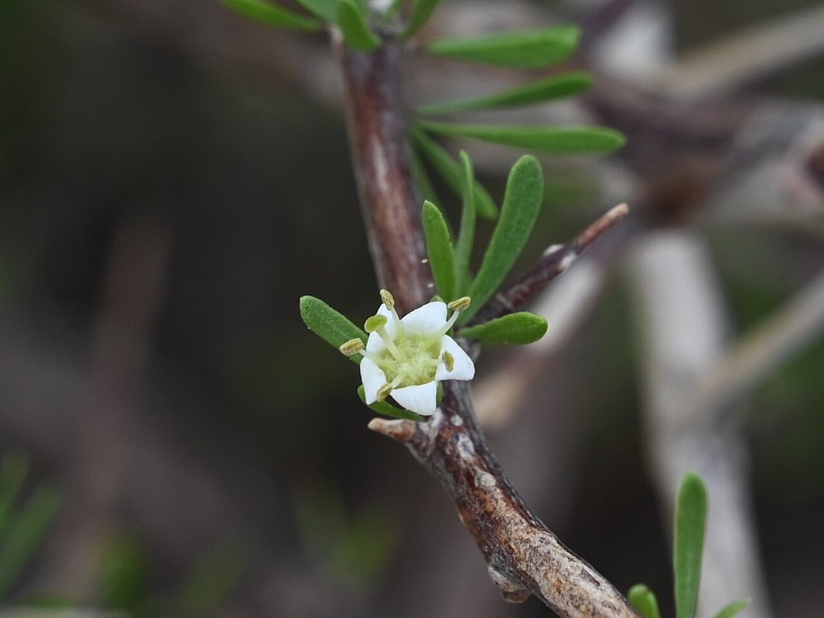 Wolfberry (Lycium berlandieri) - PlantNative.org Wolfberry (Lycium berlandieri) flower showing white petals and protruding stamens on a thorny branch in Arizona habitat