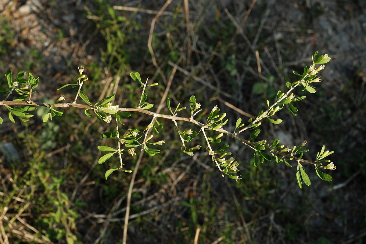 Wolfberry (Lycium berlandieri) - PlantNative.org Wolfberry (Lycium berlandieri) spiny branch with small leaves and tiny white tubular flowers