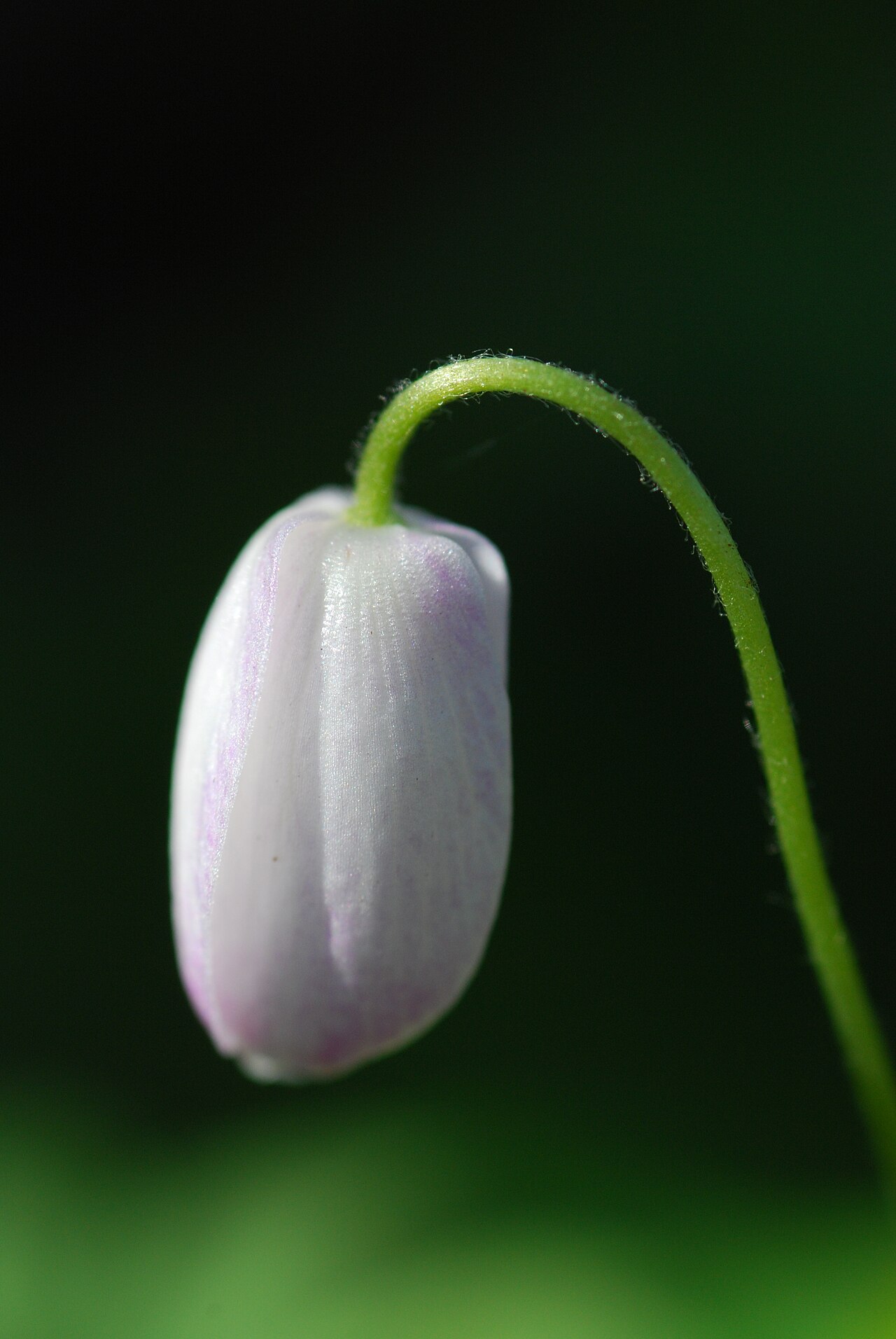 Unopened wood anemone (Anemone quinquefolia) flower bud, pink-tinged and nodding on a hairy stalk
