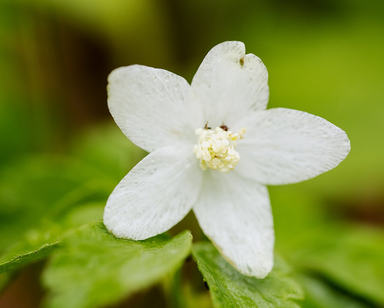 Wood anemone (Anemone quinquefolia) single white star-shaped flower with yellow stamens, photographed in Shenandoah National Park, Virginia