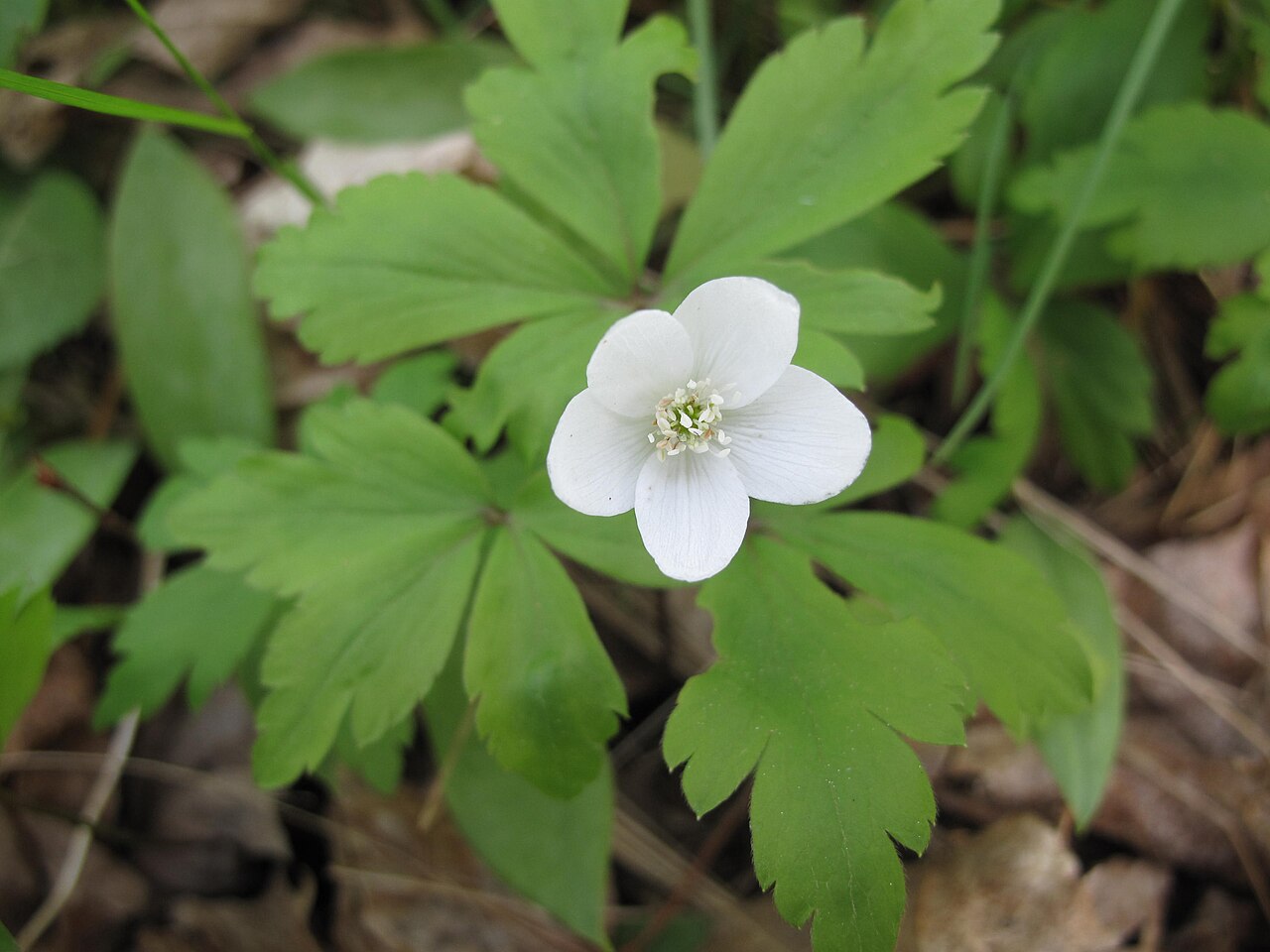 Wood anemone (Anemone quinquefolia) leaflets and two white flowers showing deeply lobed, toothed foliage