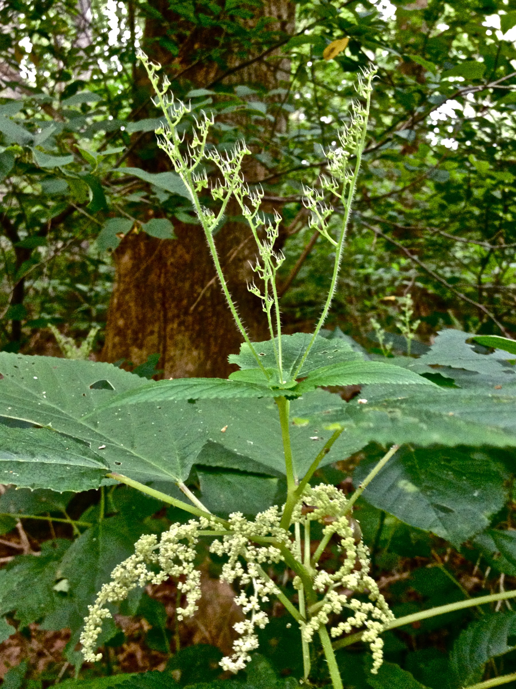 Wood Nettle (Laportea canadensis) - PlantNative.org Wood nettle (Laportea canadensis) growing in shaded woodland habitat with upright flower clusters