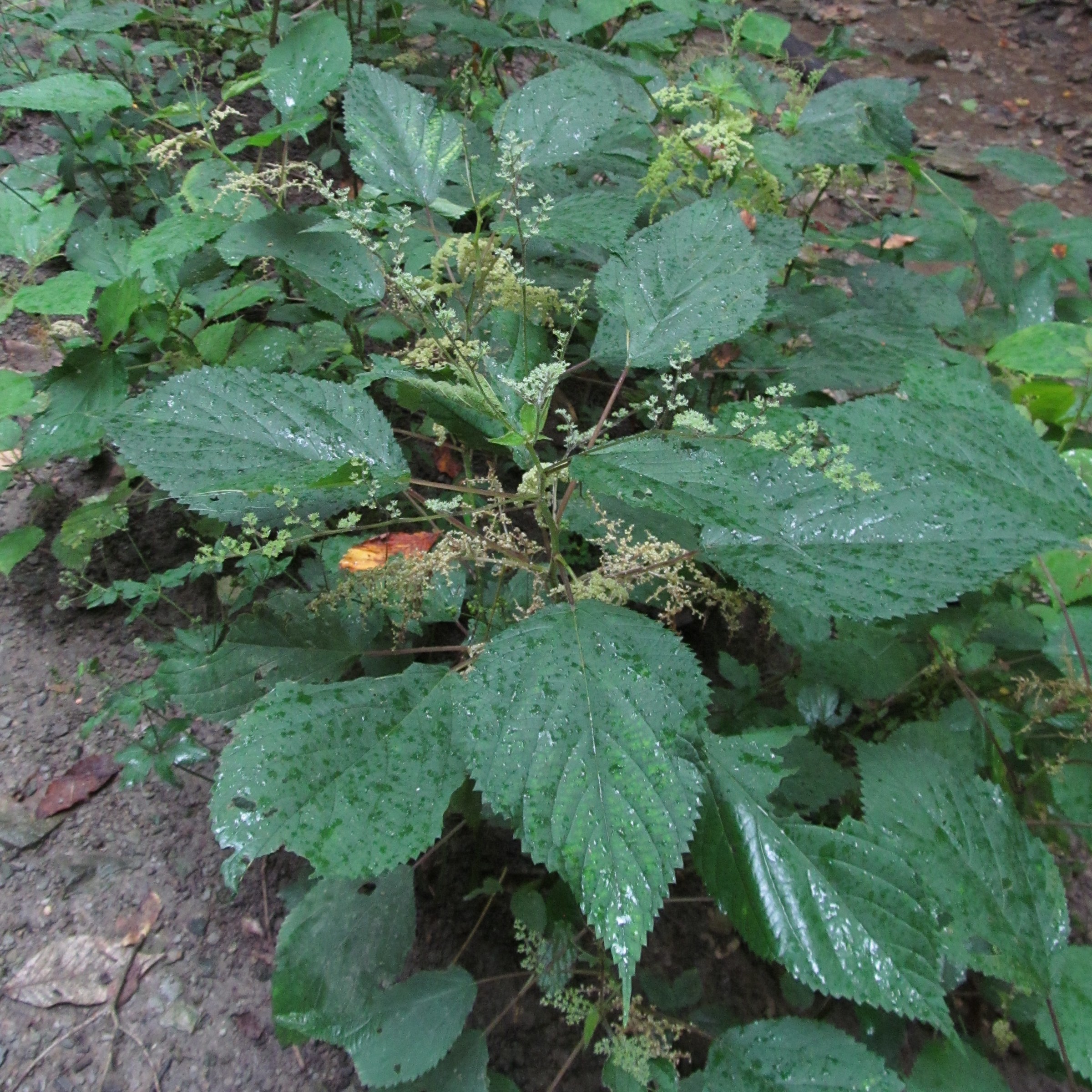 Wood Nettle (Laportea canadensis) - PlantNative.org Wood nettle (Laportea canadensis) clump with broad toothed leaves and airy greenish flower clusters