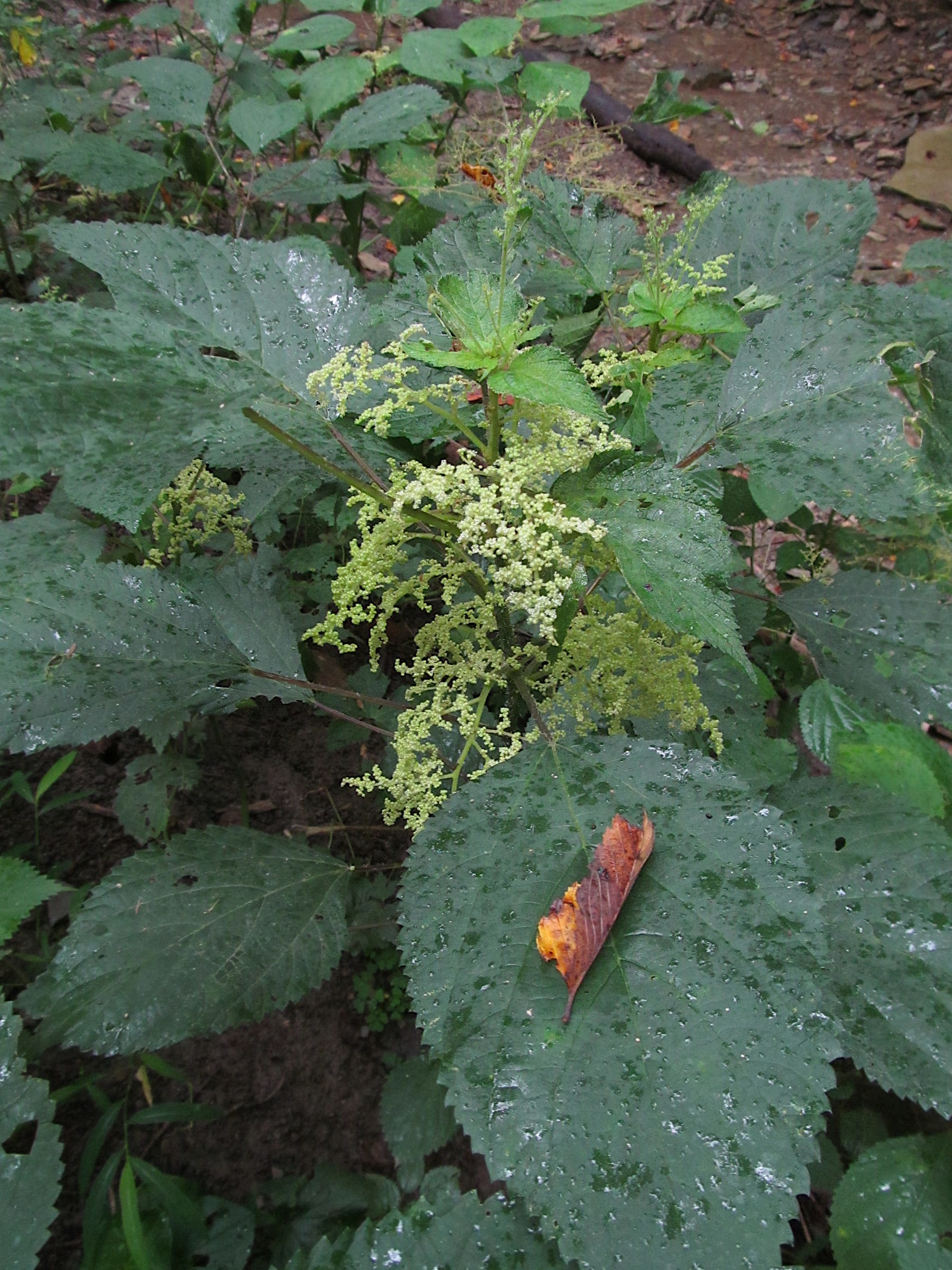Wood Nettle (Laportea canadensis) - PlantNative.org Close-up of wood nettle (Laportea canadensis) leaves and a branching cluster of small greenish-white flowers