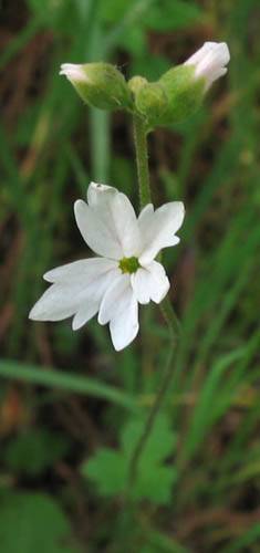 Woodland Star (Lithophragma affine) - PlantNative.org Woodland star (Lithophragma affine) flowering stem with open flower and unopened buds