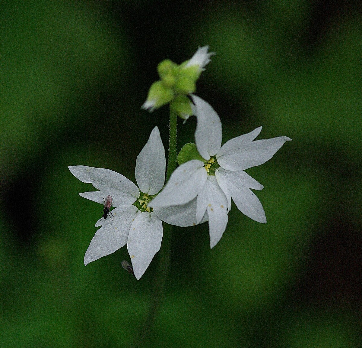 Woodland Star (Lithophragma affine) - PlantNative.org Close-up of woodland star (Lithophragma affine) flower cluster showing deeply lobed white petals