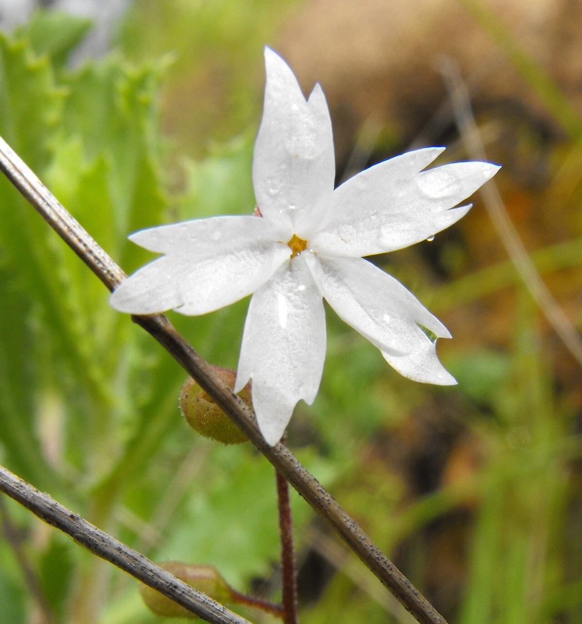 Woodland Star (Lithophragma affine) - PlantNative.org White star-shaped flower of woodland star (Lithophragma affine) with deeply lobed petals