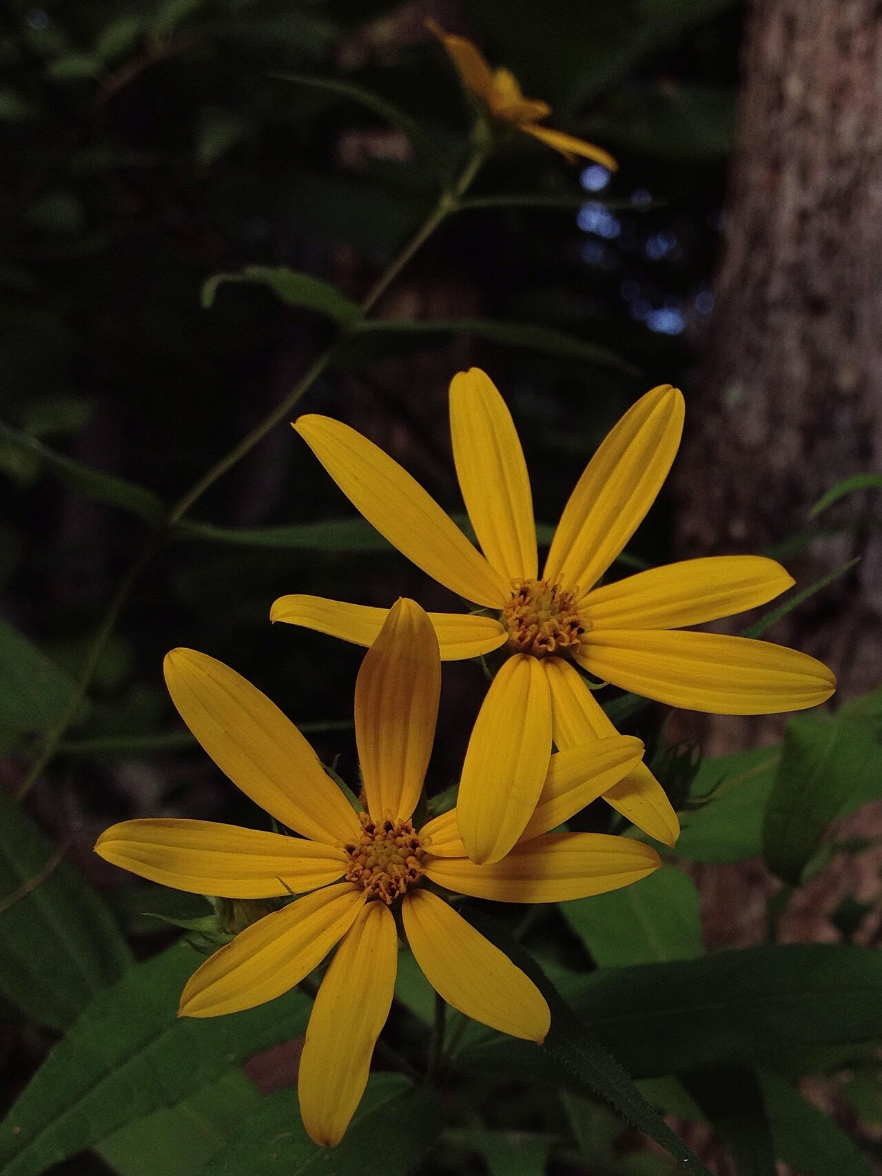 Woodland Sunflower (Helianthus divaricatus) - PlantNative.org Woodland sunflower (Helianthus divaricatus) yellow flowerheads with narrow rays growing at a forest edge