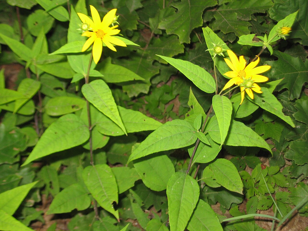 Woodland Sunflower (Helianthus divaricatus) - PlantNative.org Woodland sunflower (Helianthus divaricatus) opposite lance-shaped leaves and paired flower buds