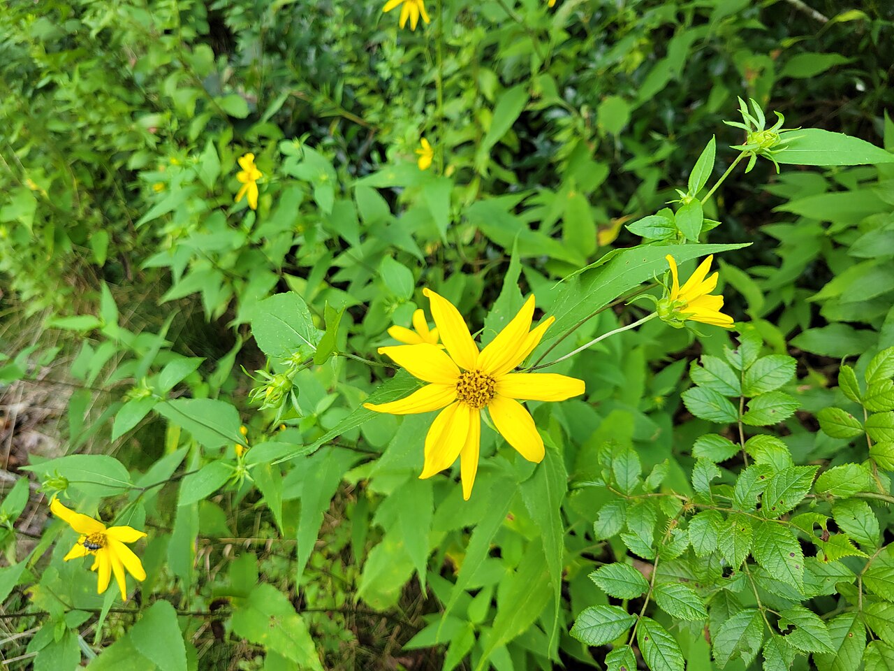 Woodland Sunflower (Helianthus divaricatus) - PlantNative.org Woodland sunflower (Helianthus divaricatus) blooming among other wildflowers at a wildlife management area