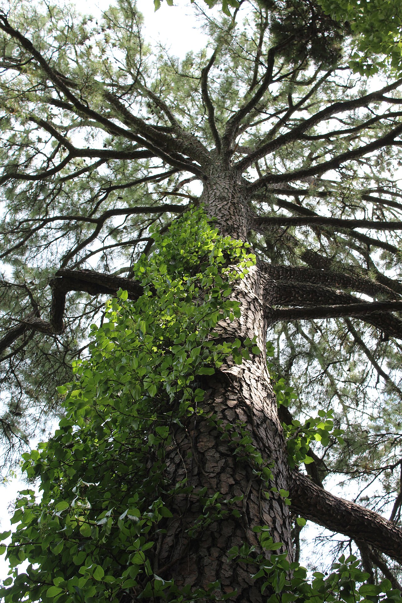 Woodvamp (Decumaria barbara) - PlantNative.org Woodvamp (Decumaria barbara) vine climbing a loblolly pine trunk, showing its glossy opposite leaves clinging by aerial roots