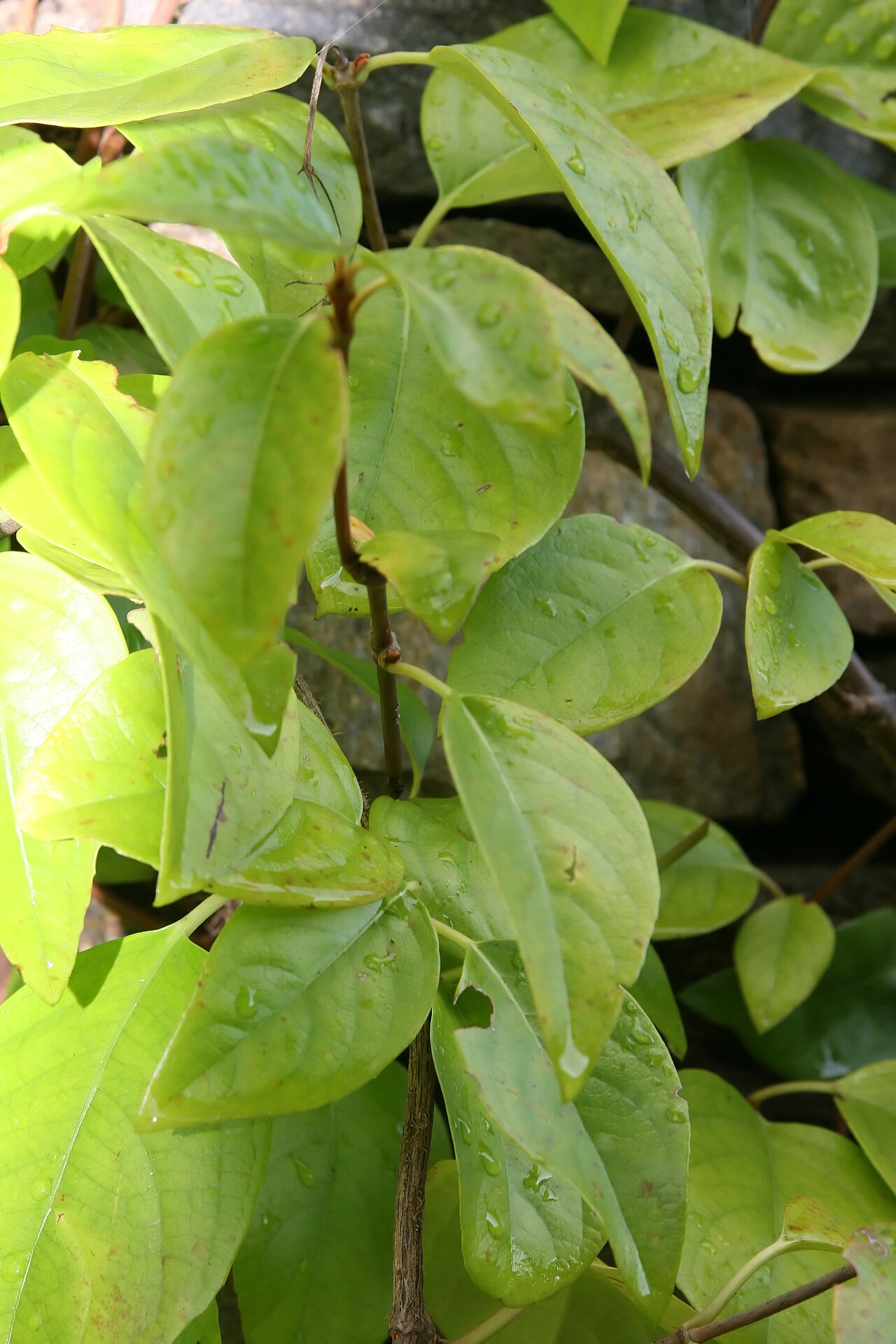 Woodvamp (Decumaria barbara) - PlantNative.org Close-up of Woodvamp (Decumaria barbara) opposite glossy leaves with smooth margins and reddish young stem