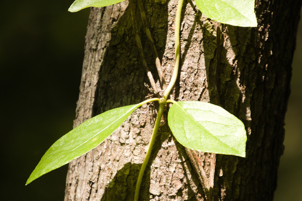 Woodvamp (Decumaria barbara) - PlantNative.org Woodvamp (Decumaria barbara) stem gripping tree bark with short reddish-brown aerial roots, or holdfasts