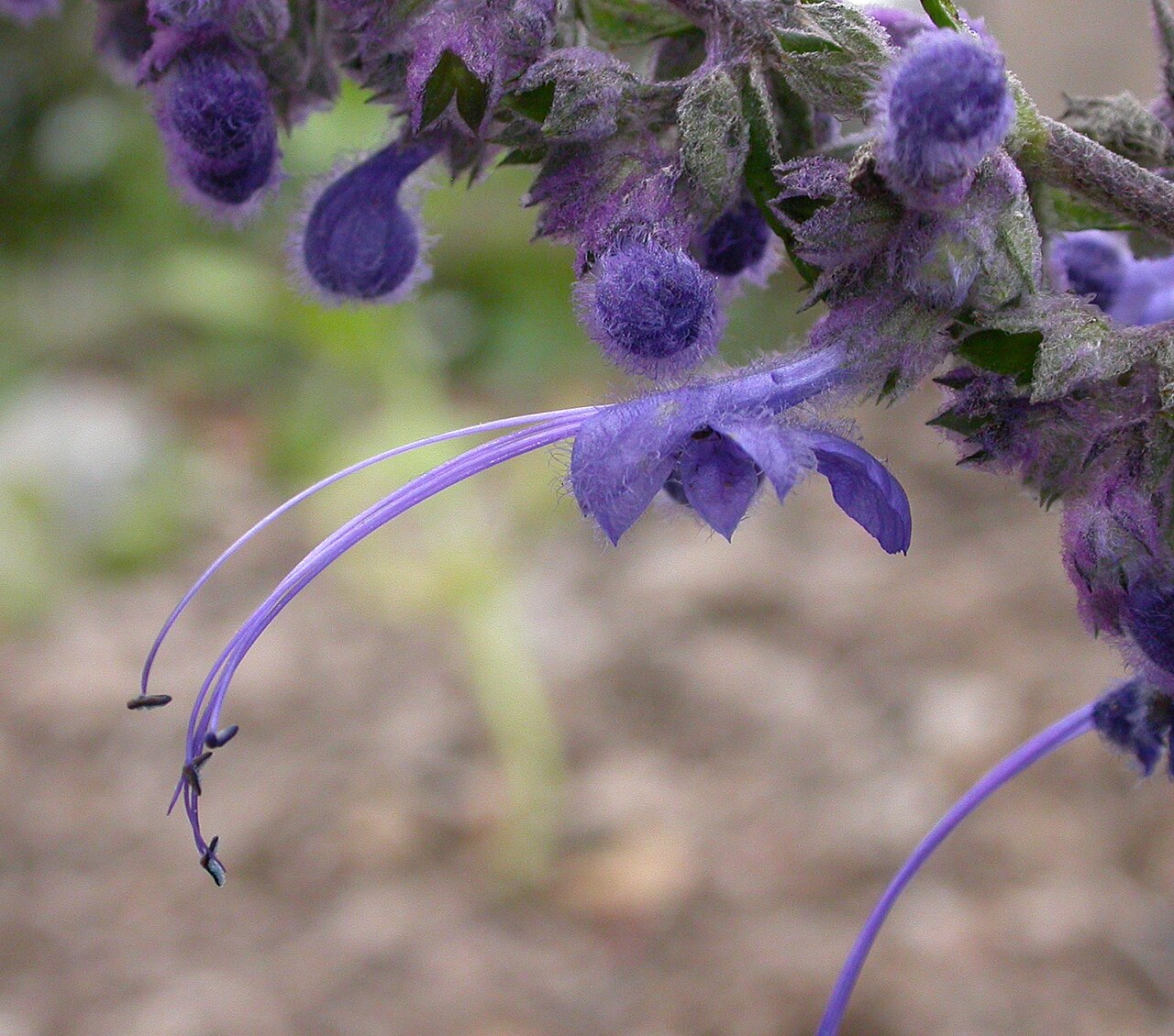 Close-up of a single woolly blue curls (Trichostema lanatum) flower showing the fuzzy violet calyx and long curling blue stamens