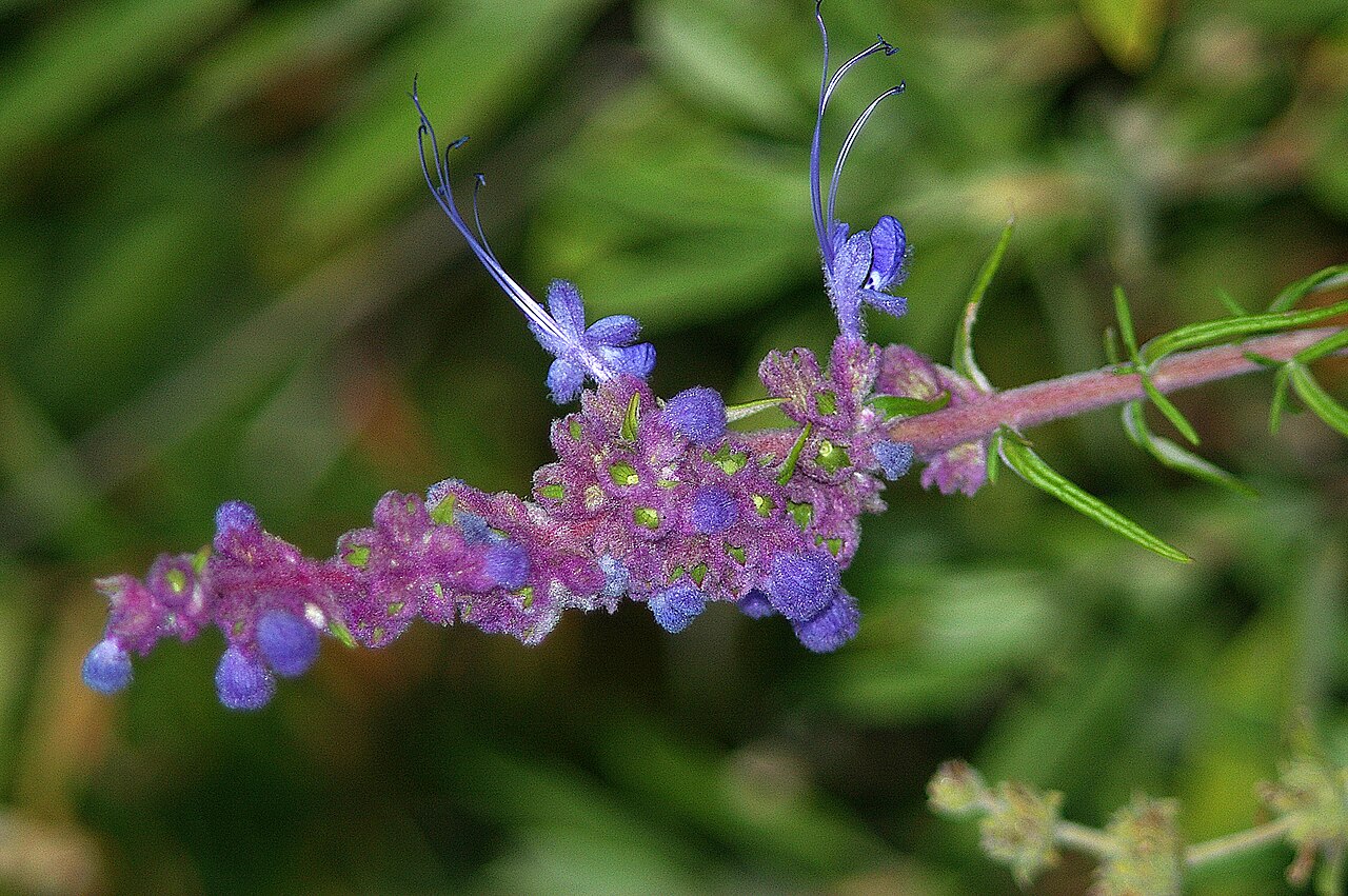 Woolly blue curls (Trichostema lanatum) flowering spike with fuzzy purple calyxes and long curling blue stamens in a San Luis Obispo County chaparral