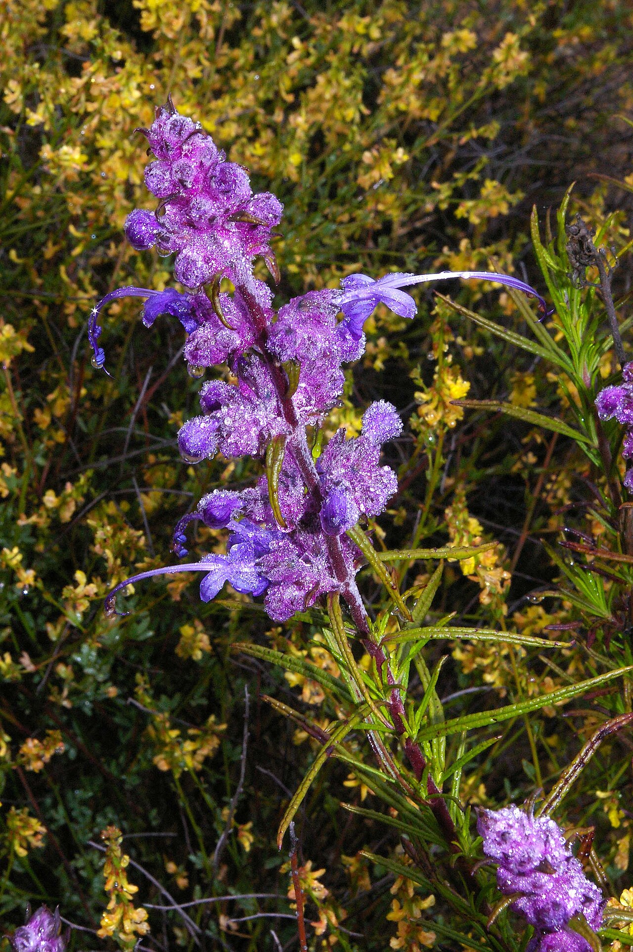 Dew-covered woolly blue curls (Trichostema lanatum) flower spike growing among other chaparral shrubs near Cerro Alto Ridge, California