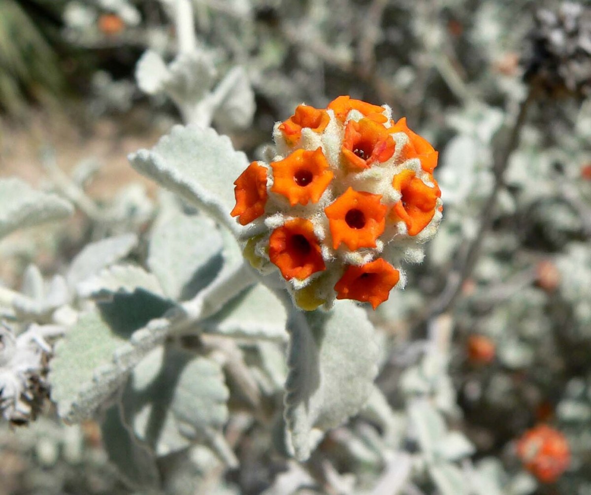 Woolly Butterflybush (Buddleja marrubiifolia) round cluster of small bright orange flowers against silvery woolly leaves