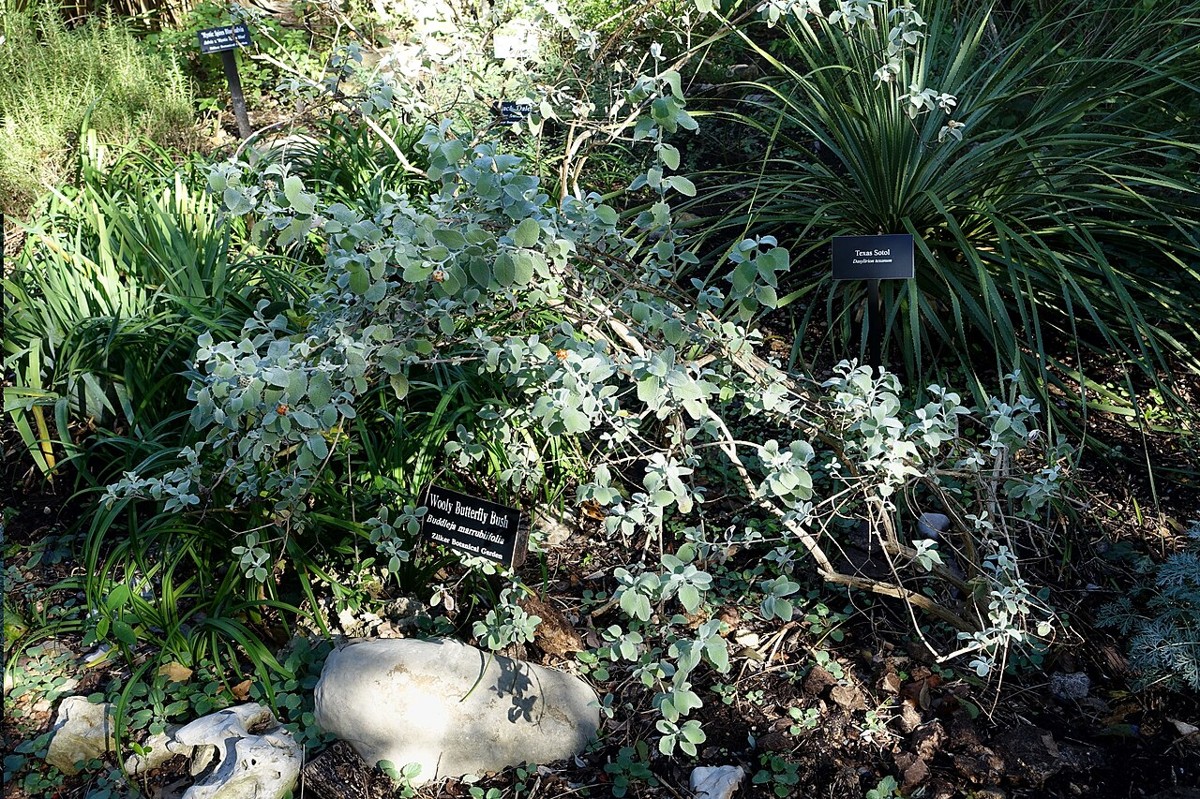 Woolly Butterflybush (Buddleja marrubiifolia) labeled specimen showing silvery woolly leaves and overall rounded shrub form