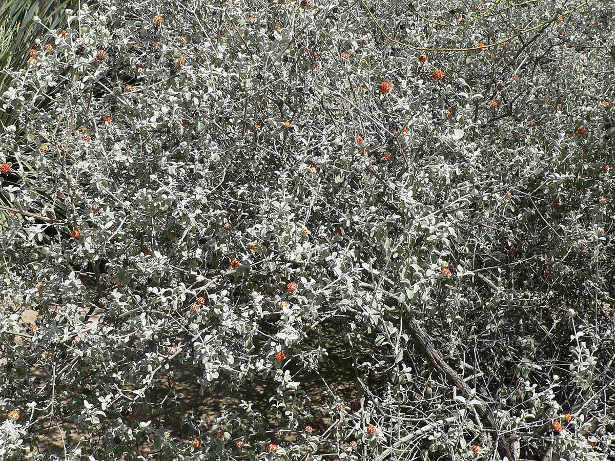 Woolly Butterflybush (Buddleja marrubiifolia) mass of silvery woolly foliage dotted with small orange flower balls