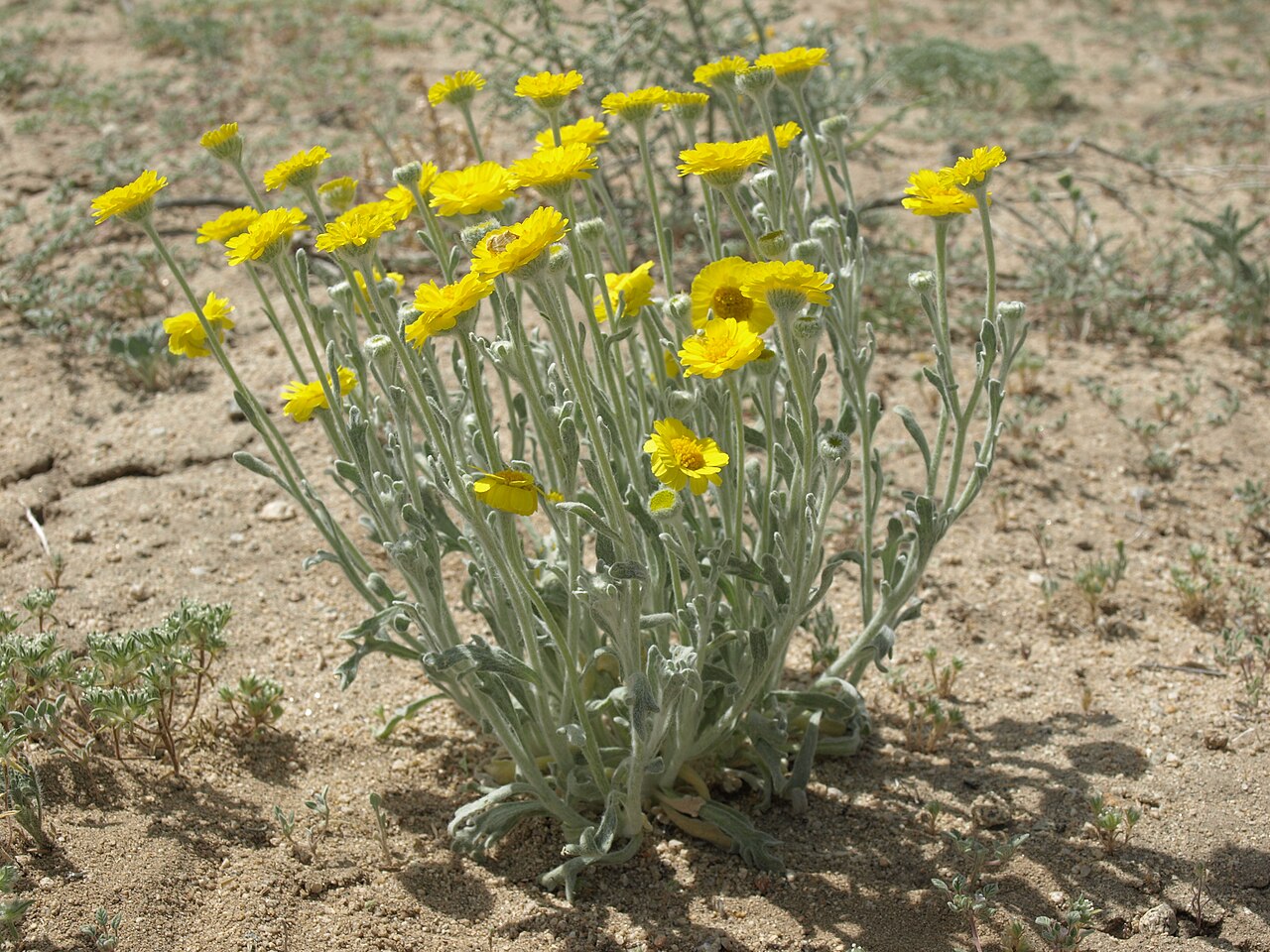 Close-up of Woolly Desert Marigold (Baileya pleniradiata) flower head and densely woolly gray-white foliage, White Mountains