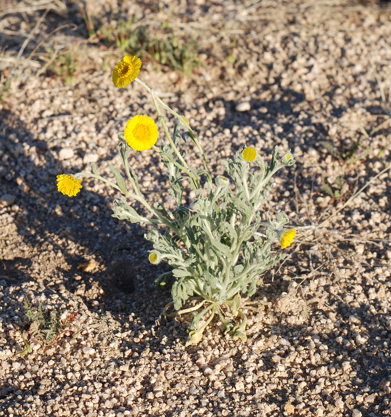 Woolly Desert Marigold (Baileya pleniradiata) growing in its native sandy desert habitat, Joshua Tree National Park