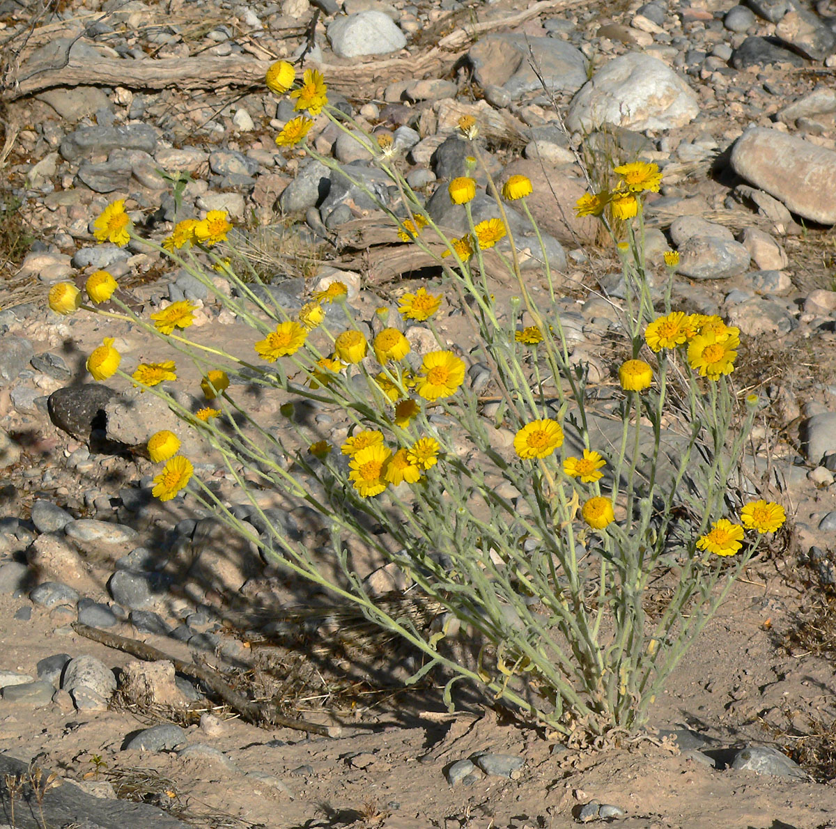 Woolly Desert Marigold (Baileya pleniradiata)