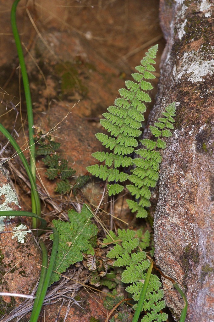 Woolly Lip Fern (Cheilanthes tomentosa) - PlantNative.org Small woolly lip fern (Cheilanthes tomentosa) growing from a crevice in limestone rock