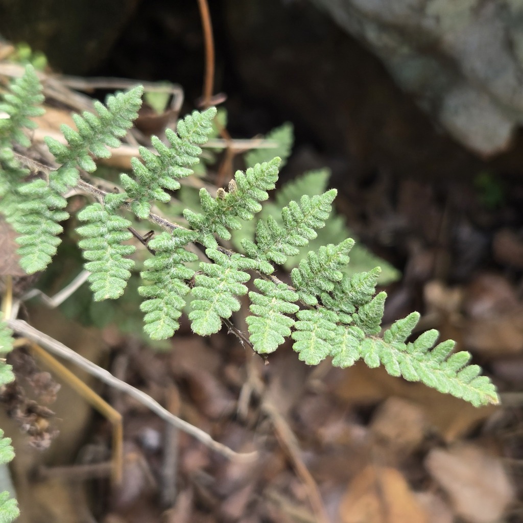 Woolly Lip Fern (Cheilanthes tomentosa) - PlantNative.org A single finely divided, lacy frond of woolly lip fern (Cheilanthes tomentosa) growing among rocks and dry leaf litter