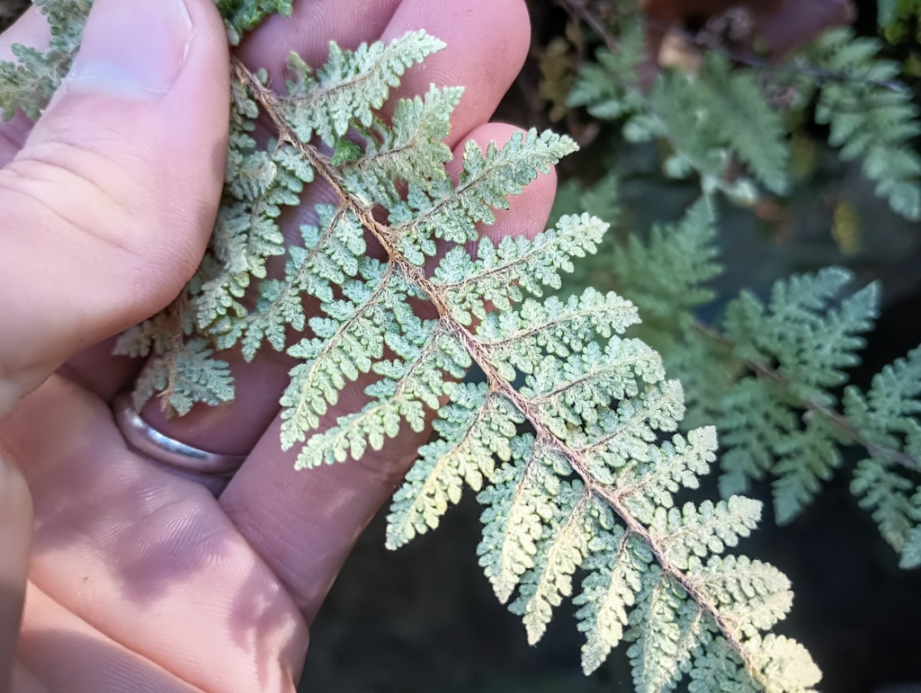 Woolly Lip Fern (Cheilanthes tomentosa) - PlantNative.org Close-up of the pale woolly hairs covering the underside of a woolly lip fern (Cheilanthes tomentosa) frond