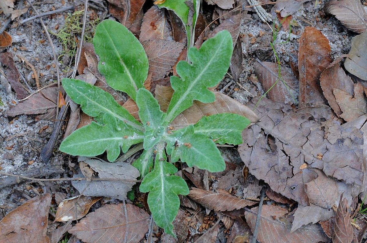 Woolly-white (Hymenopappus artemisiifolius) - PlantNative.org First-year basal rosette of Woolly-white (Hymenopappus artemisiifolius) showing deeply lobed, silvery-woolly leaves