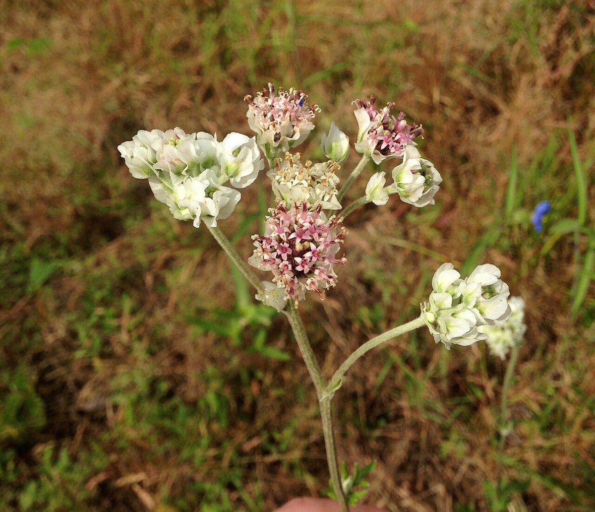 Woolly-white (Hymenopappus artemisiifolius) - PlantNative.org Woolly-white (Hymenopappus artemisiifolius) flowering stems with clusters of creamy white flowers and pink-centered disc florets in a sandhill prairie