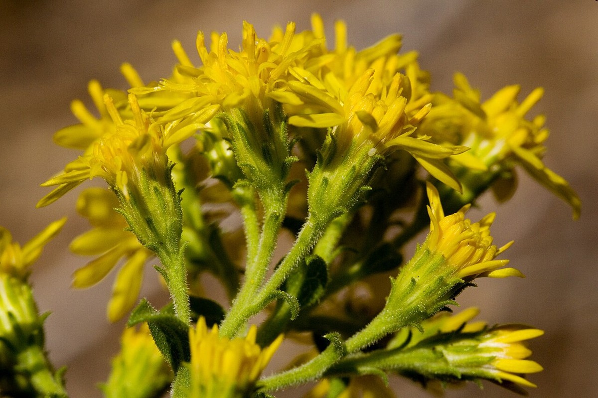 Close-up of Wright's Goldenrod (Solidago wrightii) showing dense clusters of small yellow composite flowers on hairy green stems