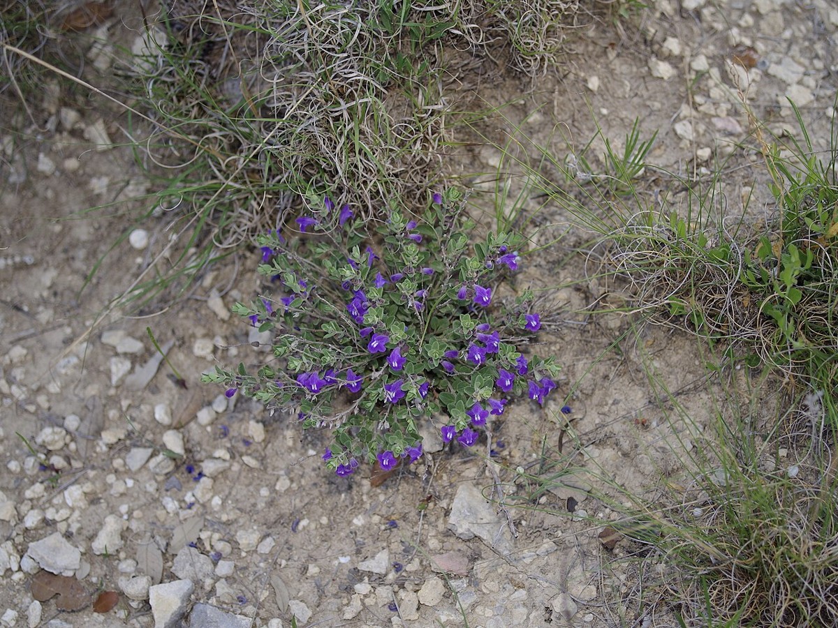 Wright's Skullcap (Scutellaria wrightii) - PlantNative.org Wright's Skullcap (Scutellaria wrightii) growing in its native rocky limestone habitat among grasses