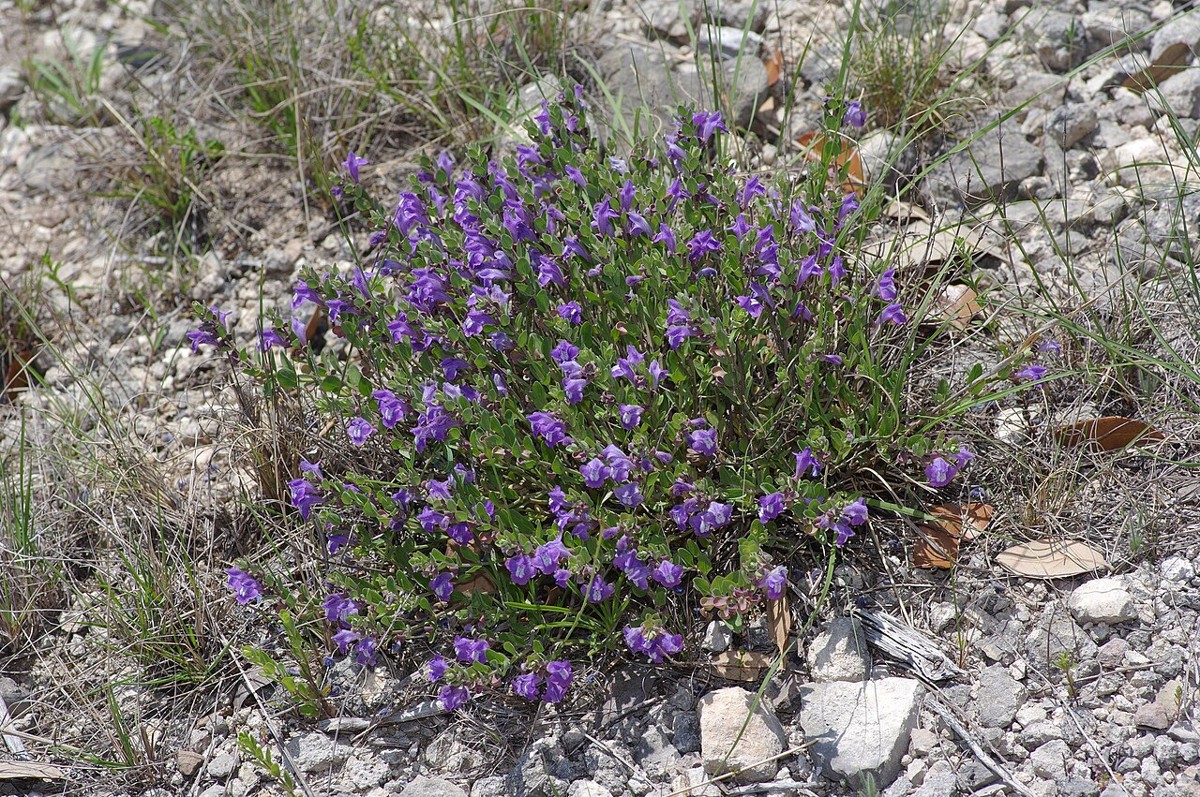 Wright's Skullcap (Scutellaria wrightii) - PlantNative.org Mounding clump of Wright's Skullcap (Scutellaria wrightii) covered in small purple tubular flowers growing on limestone gravel