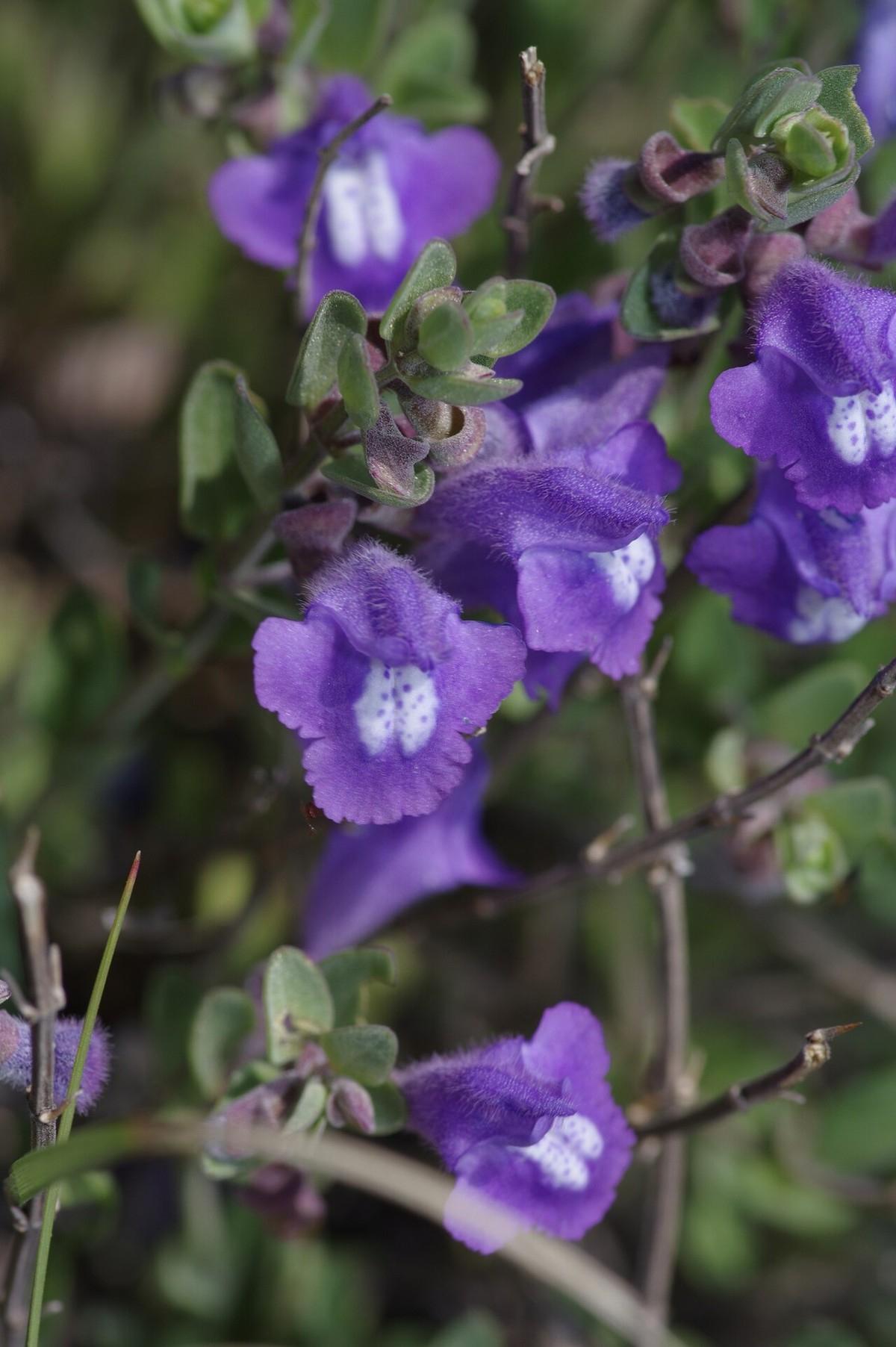 Wright's Skullcap (Scutellaria wrightii) - PlantNative.org Close-up of Wright's Skullcap (Scutellaria wrightii) tubular purple flowers showing the white patterned lower lip