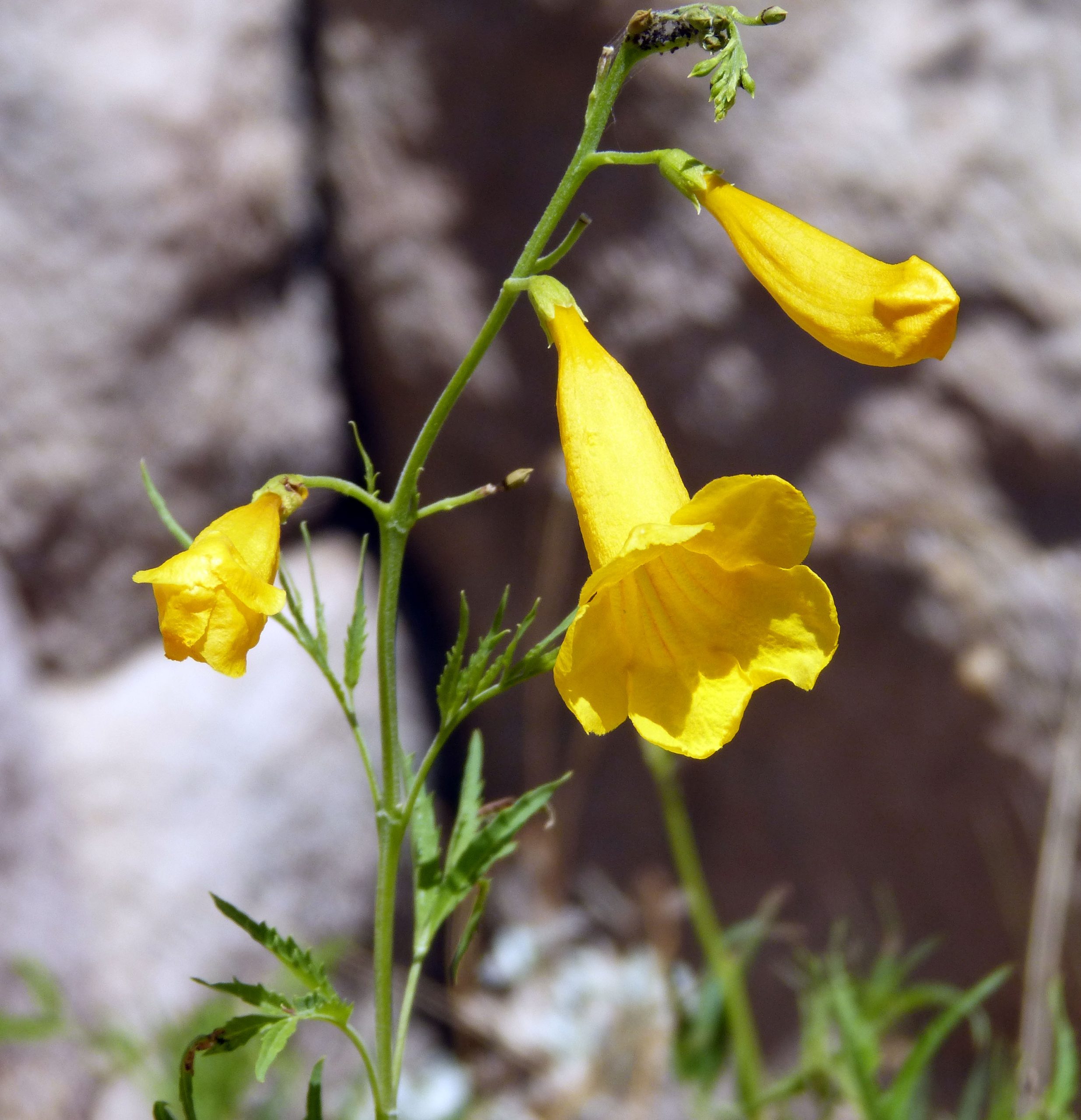Close-up of Yellow Bells trumpet-shaped yellow flowers on the native Arizona shrub form