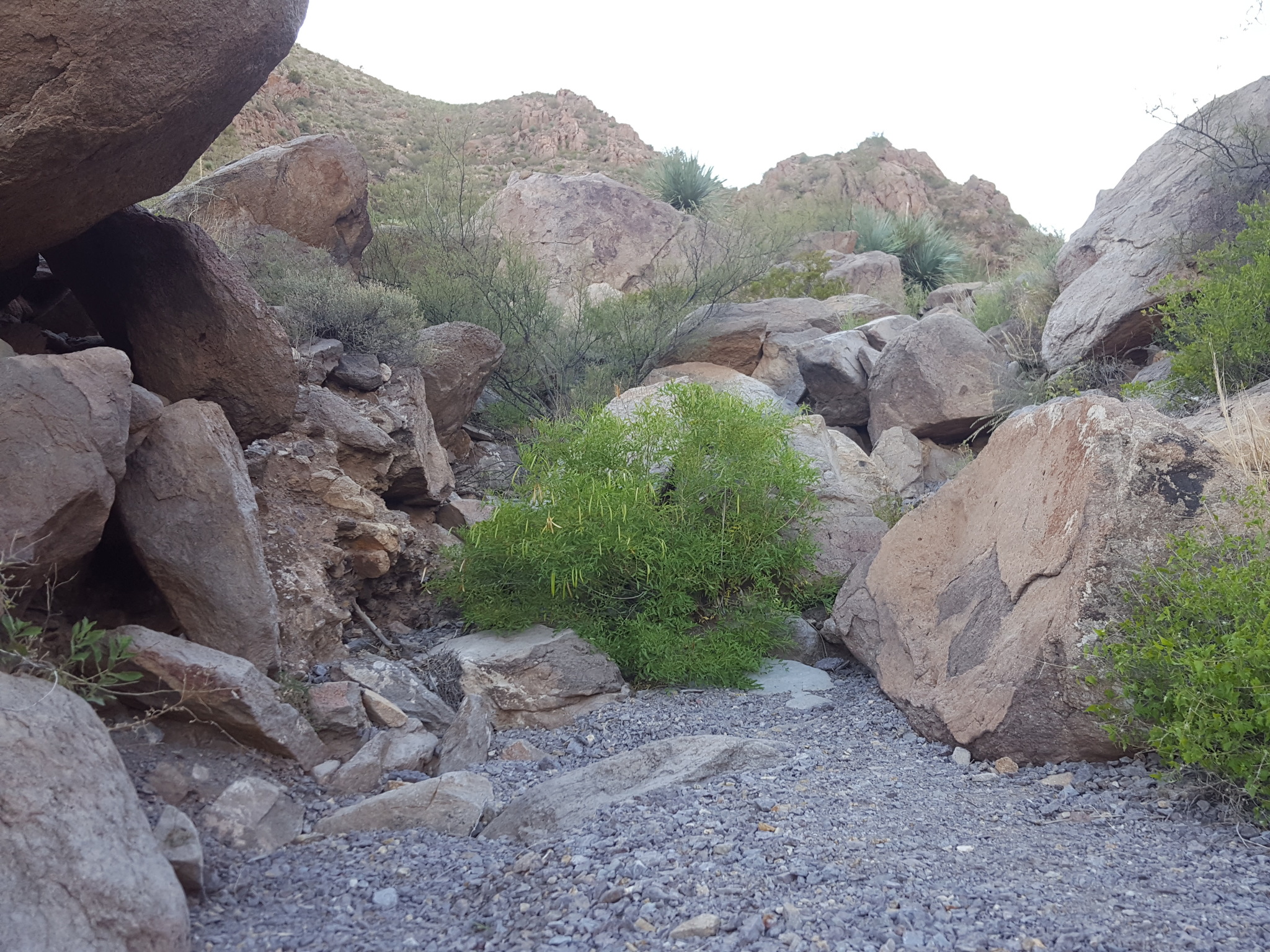 Yellow Bells (Tecoma stans) shrub growing wild among boulders in a rocky Arizona canyon