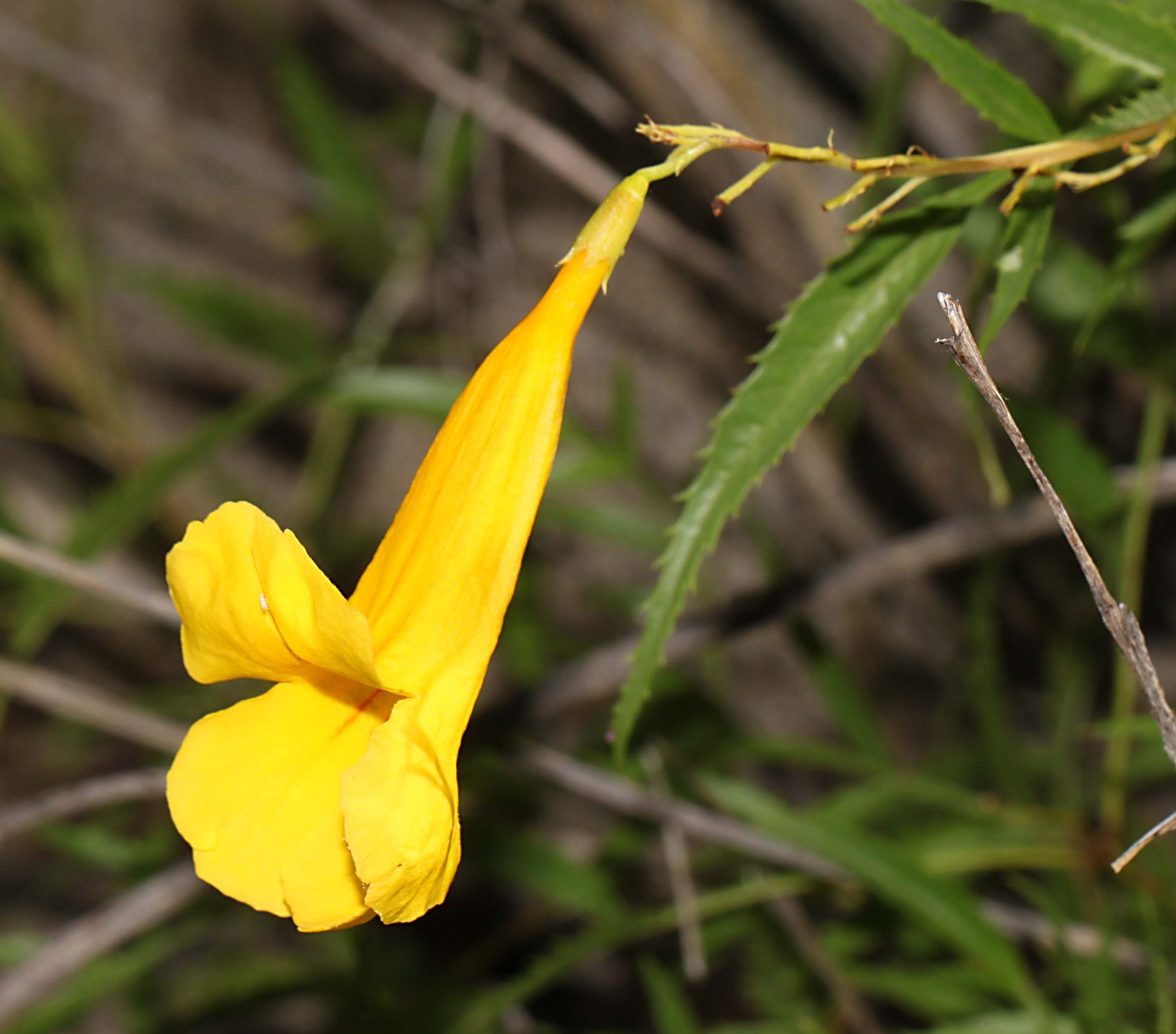 Single Yellow Bells flower and leaves photographed in the wild at Estero Llano Grande State Park, Texas