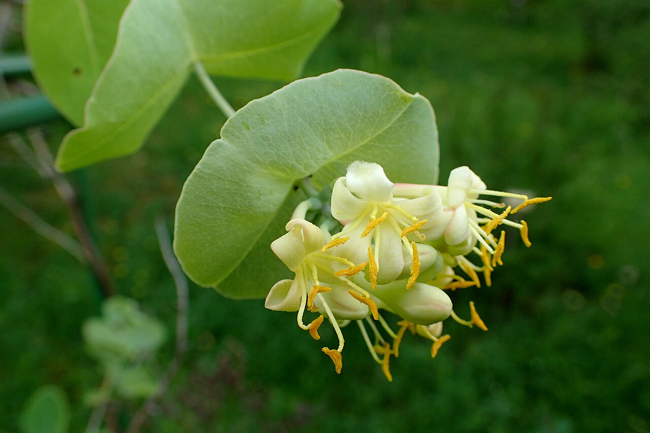 Yellow Honeysuckle (Lonicera flava) - PlantNative.org Close-up of yellow honeysuckle (Lonicera flava) cream and yellow flowers with long protruding stamens