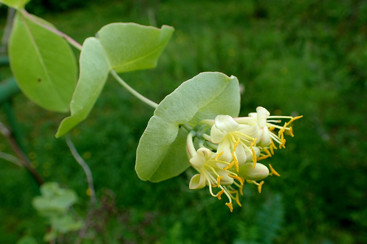 Yellow Honeysuckle (Lonicera flava) - PlantNative.org Yellow honeysuckle (Lonicera flava) with perfoliate fused leaves and a cluster of pale yellow flowers