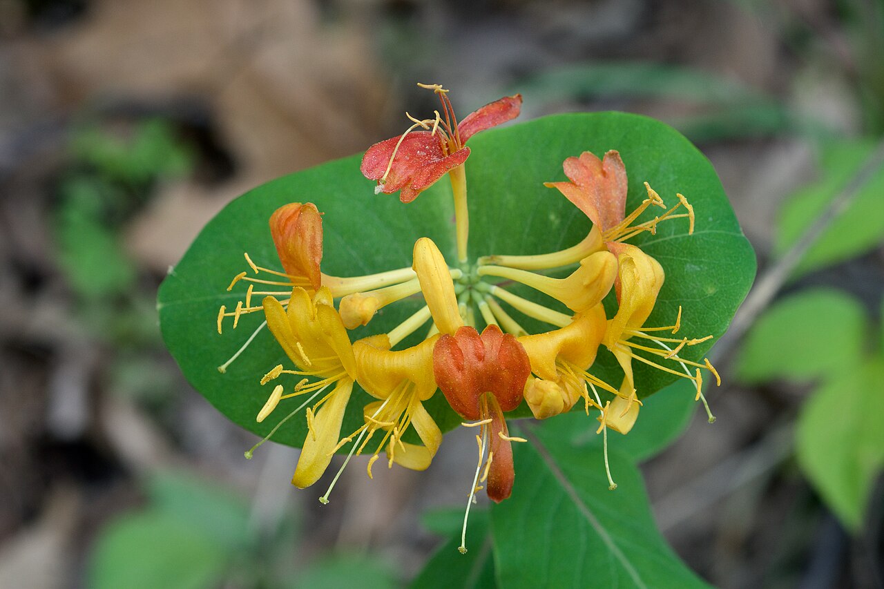 Yellow Honeysuckle (Lonicera flava) - PlantNative.org Yellow honeysuckle (Lonicera flava) vine with perfoliate leaves and orange-yellow tubular flowers in the Ozark National Forest