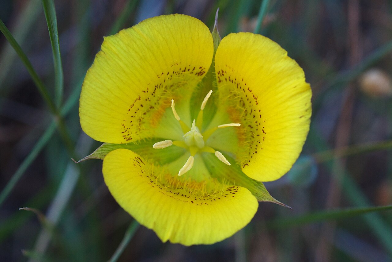 Yellow Mariposa Lily (Calochortus luteus) - PlantNative.org Close-up of a yellow mariposa lily flower on Mount Tamalpais, Marin County, California, showing the reddish-brown speckled blotch and yellow hairs at the base of each petal