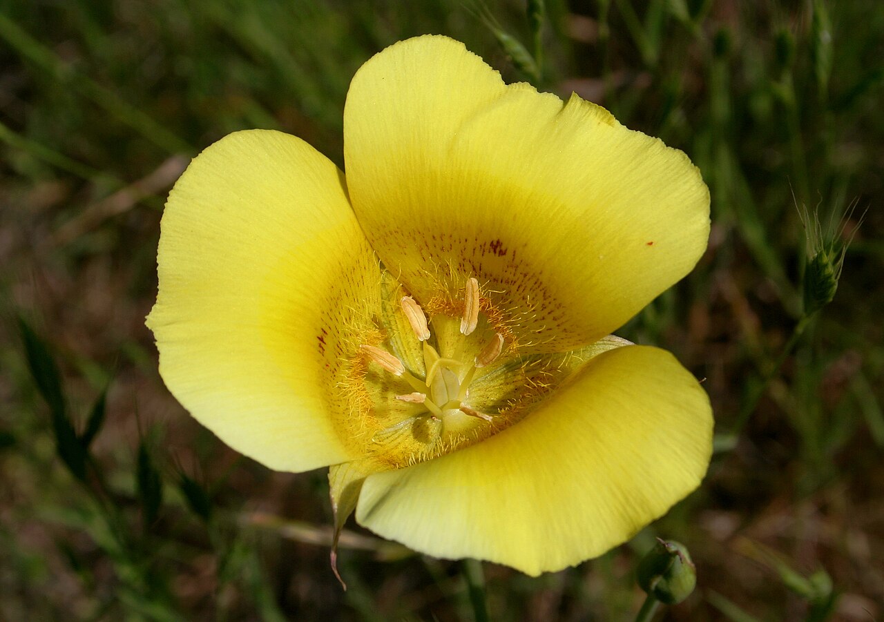 Yellow Mariposa Lily (Calochortus luteus) - PlantNative.org Yellow mariposa lily (Calochortus luteus) flower with bright yellow petals marked by a reddish-brown speckled blotch, photographed at Knights Ferry, Stanislaus County, California