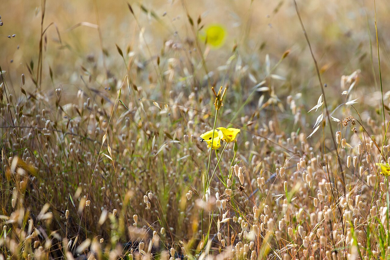 Yellow Mariposa Lily (Calochortus luteus) - PlantNative.org Yellow mariposa lily flowers growing low in dry golden grassland at Bothe-Napa Valley State Park, California