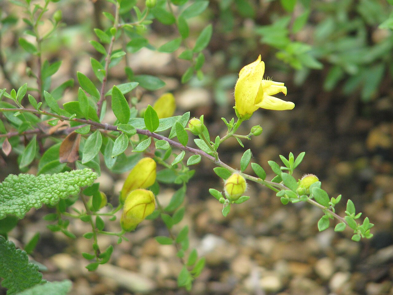 Yellow Bush Penstemon (Keckiella antirrhinoides) - PlantNative.org Close-up of a single yellow bush penstemon (Keckiella antirrhinoides) snapdragon-shaped flower and small narrow leaves