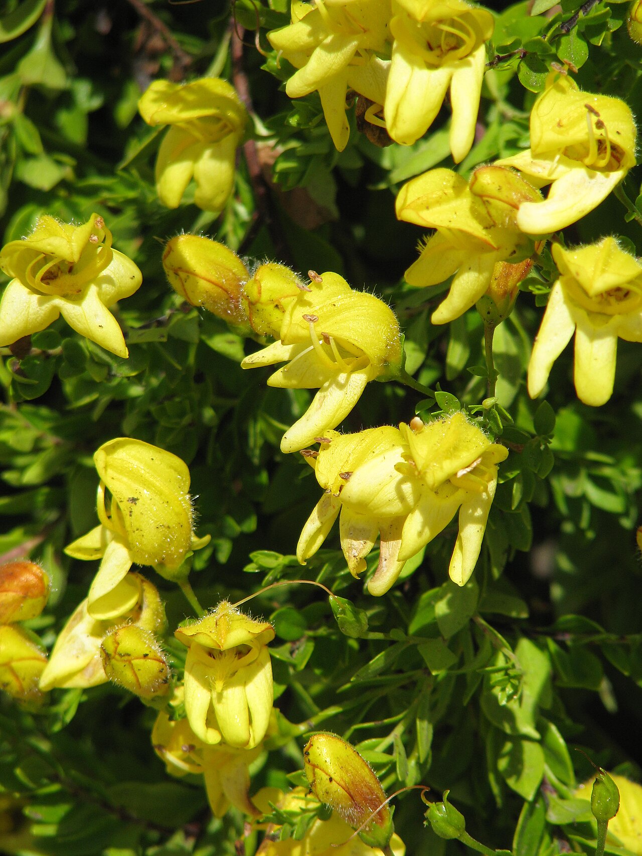 Yellow Bush Penstemon (Keckiella antirrhinoides) - PlantNative.org Dense cluster of bright yellow snapdragon-shaped yellow bush penstemon (Keckiella antirrhinoides) flowers