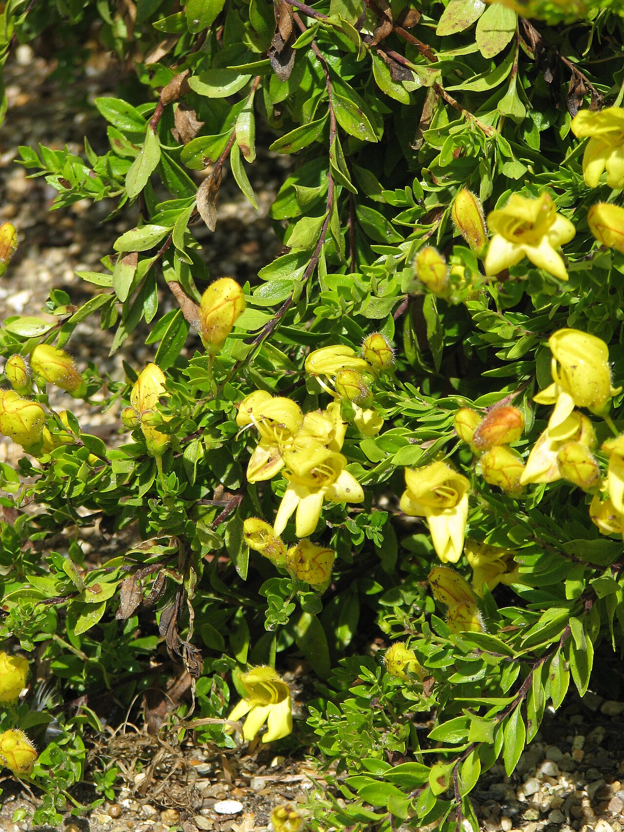 Yellow Bush Penstemon (Keckiella antirrhinoides) - PlantNative.org Yellow bush penstemon (Keckiella antirrhinoides) shrub covered in bright yellow snapdragon-shaped flowers along arching branches